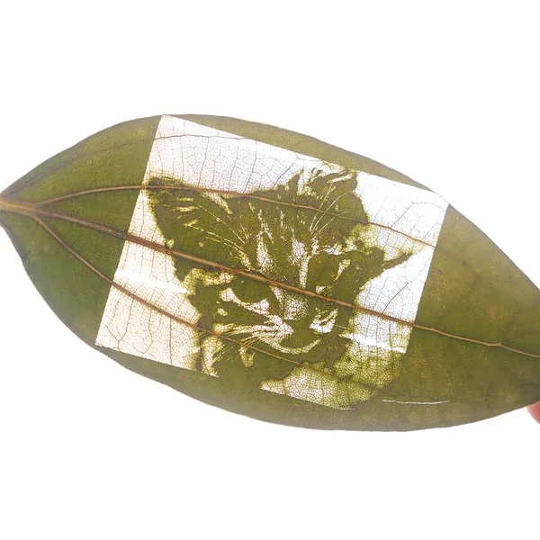 Cinnamon Leaf for Engraving (50pcs) - view 6